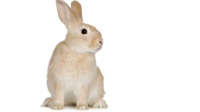 animals wallpapers