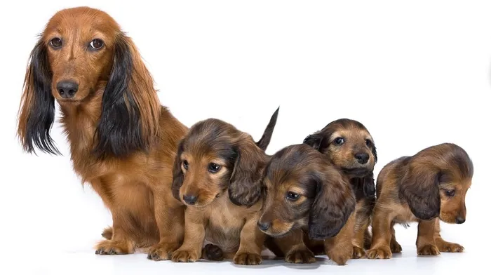 puppies, animals wallpapers