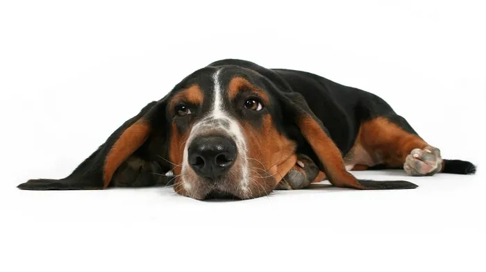 animals wallpapers