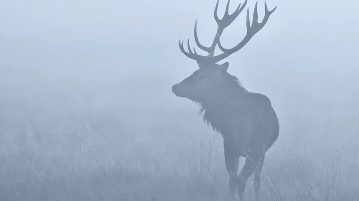 stags, nature, animals wallpapers
