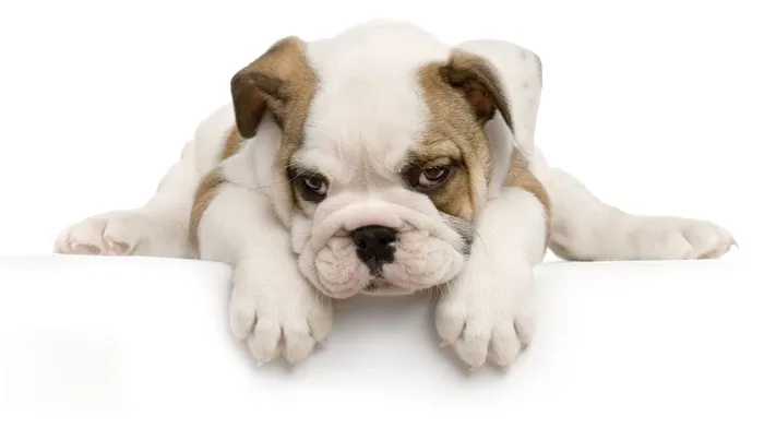 animals wallpapers