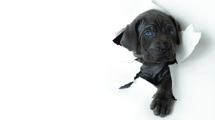 animals, puppy wallpapers