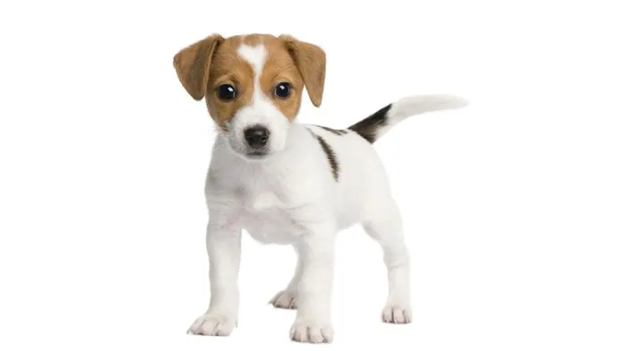 animals wallpapers