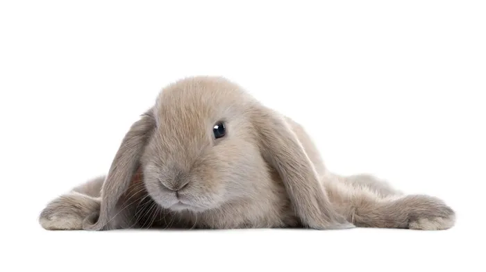 animals wallpapers