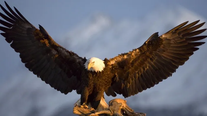 animals wallpapers