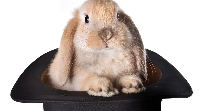 hat, animals wallpapers
