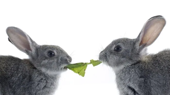 animals wallpapers