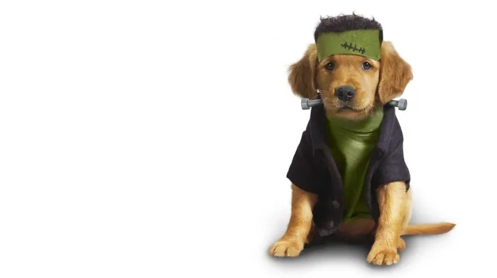 animals, puppy wallpapers