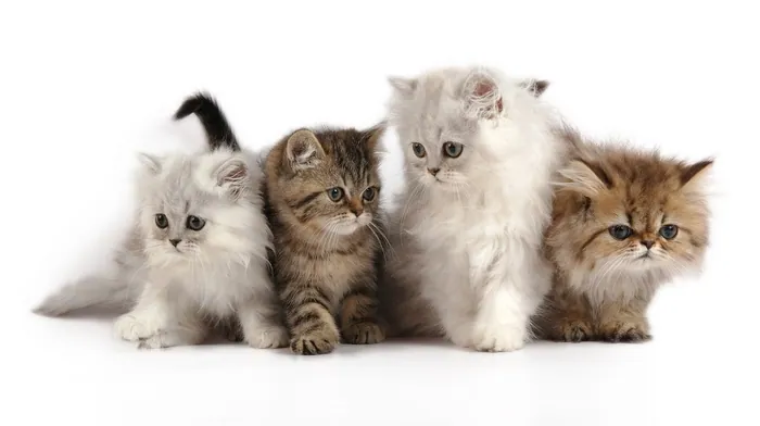 Four Persian Kittens On White Surface wallpapers