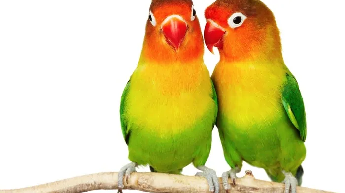 animals wallpapers