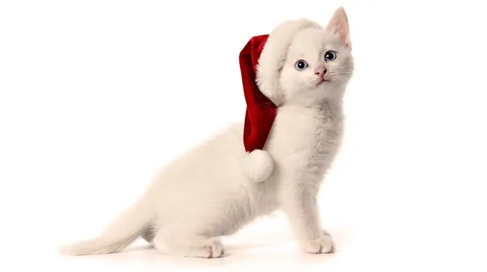 animals wallpapers