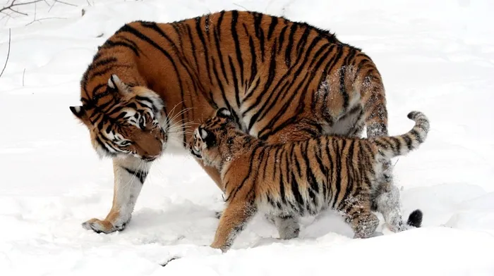 animals wallpapers