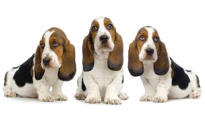 animals wallpapers