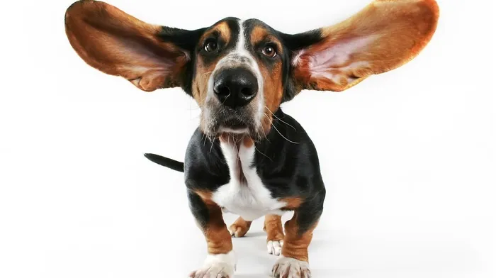 animals wallpapers