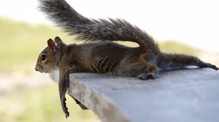 animals wallpapers