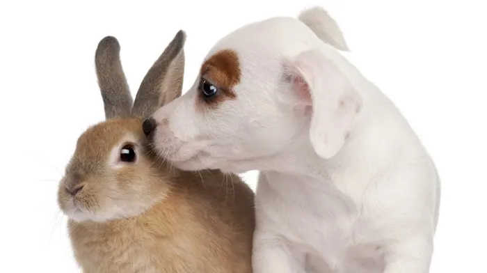 animals wallpapers