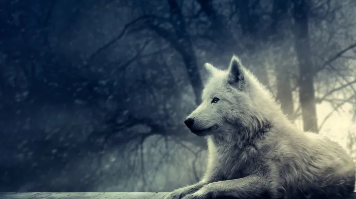 White Wolf Resting On Wooden Bench In Woods wallpapers