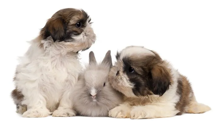 animals wallpapers