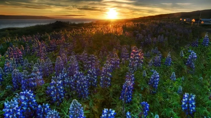 nature, flowers, landscape wallpapers