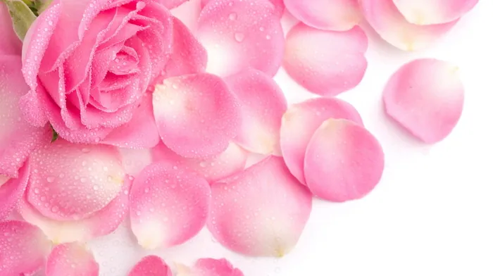 flowers wallpapers