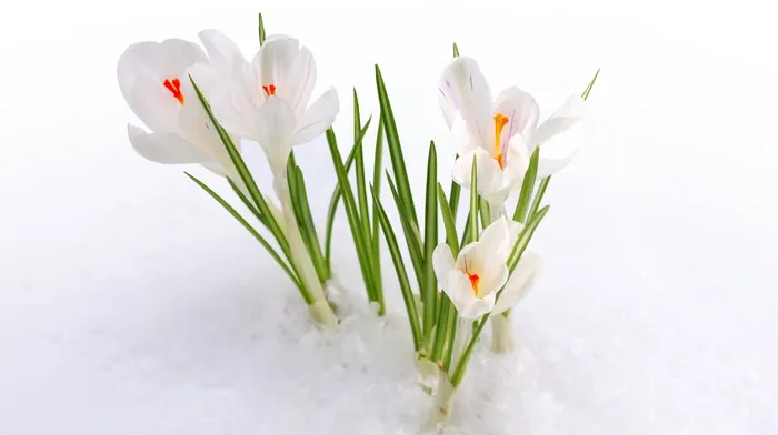 spring, flowers, snow wallpapers