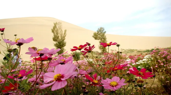 flowers, summer, nature wallpapers