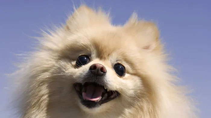 animals, muzzle wallpapers