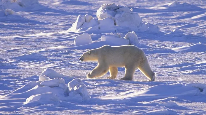 desert, animals, snow wallpapers