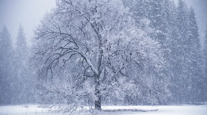 tree, winter wallpapers