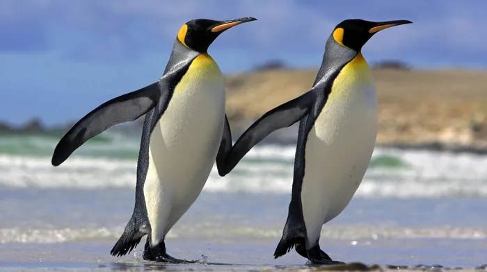 love, animals, penguins wallpapers