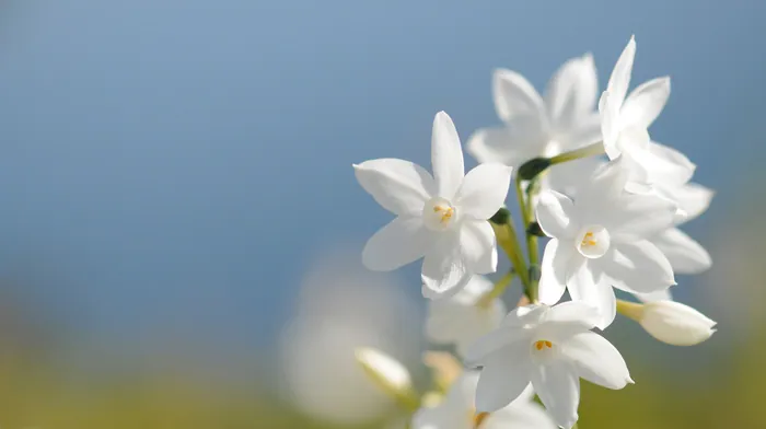 spring, sky, petals wallpapers
