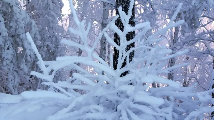 twigs, winter wallpapers