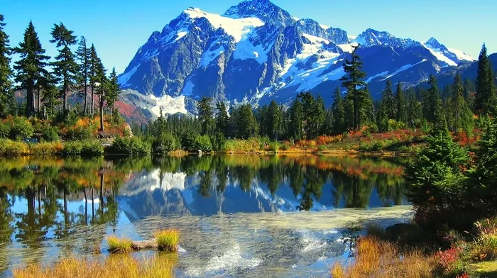 nature, trees, lake wallpapers