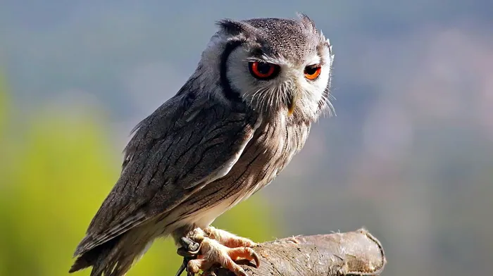 nature, bird, animals wallpapers