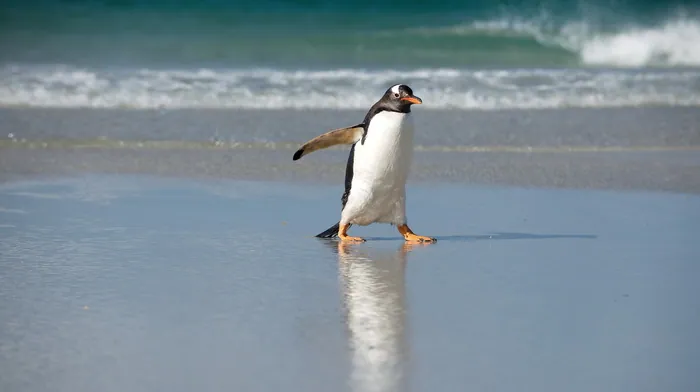 animals, nature, sea wallpapers