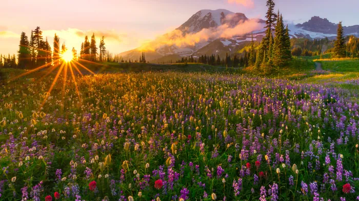 glade, nature, rays wallpapers